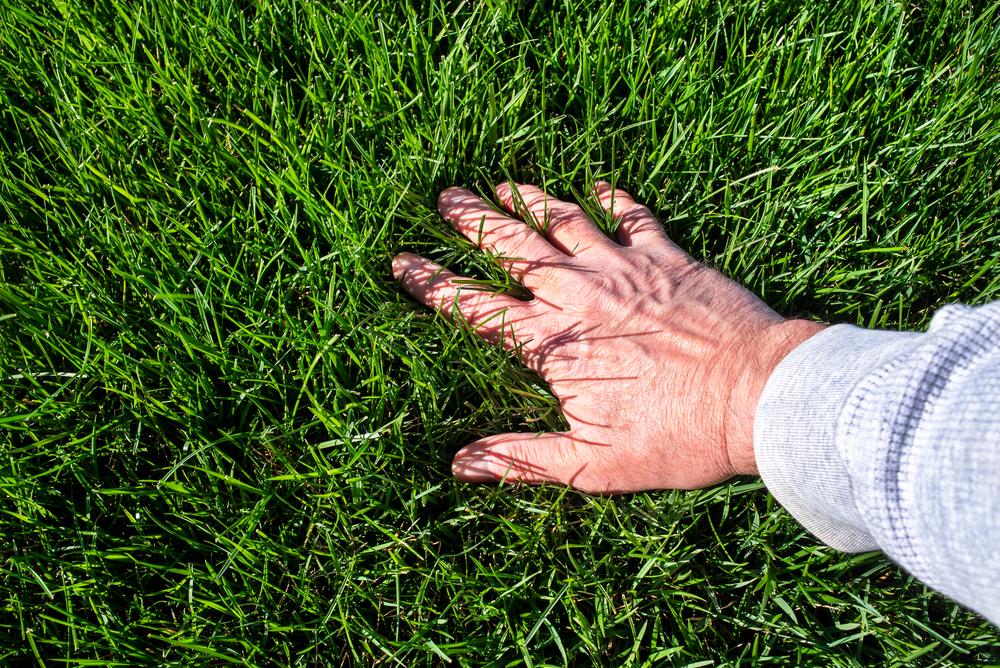 The Hidden Power of a Beautiful New Lawn: Boost Curb Appeal, Increase Value, and Solve Drainage Problems at the Same Time