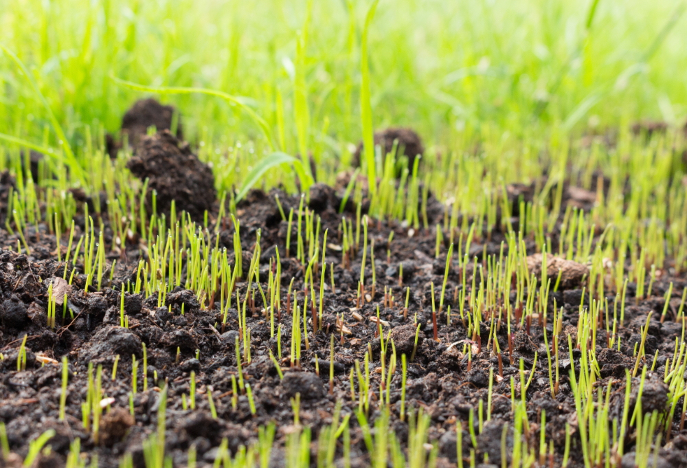 Residential Soil