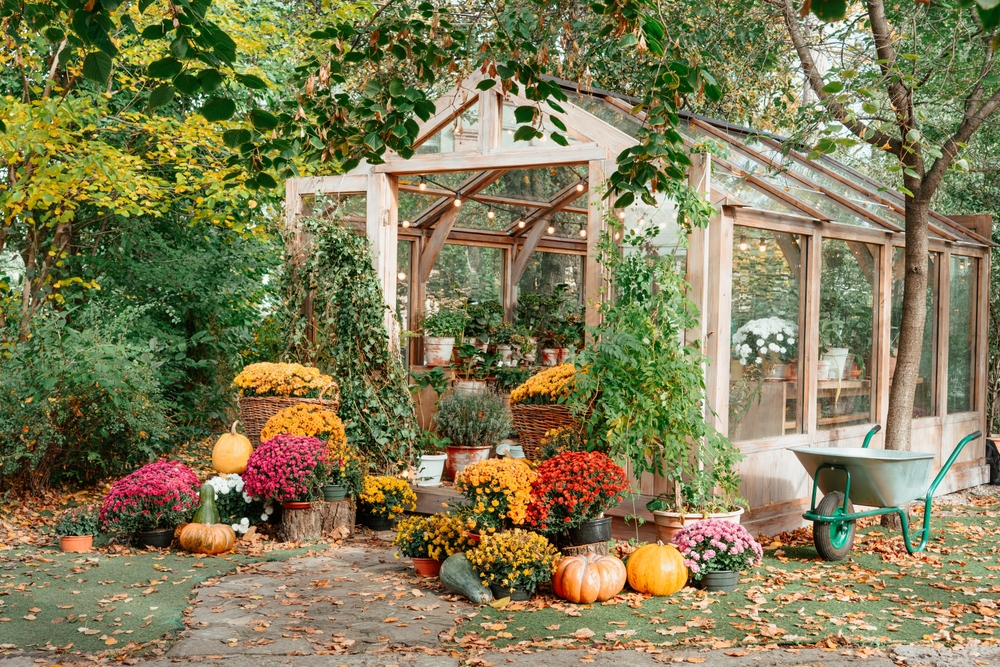 Charming,wooden,greenhouse,surrounded,by,vibrant,chrysanthemums,,pumpkins,,and,lush