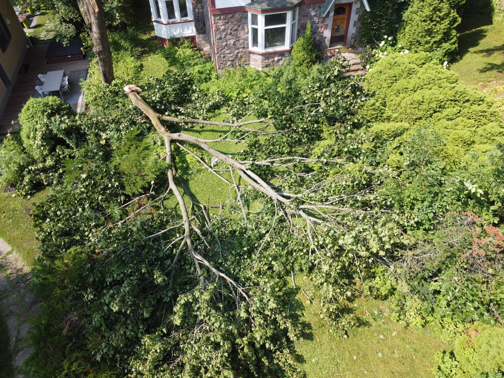 The,branch,of,a,broken,tree,after,the,storm,on